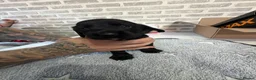 Cocker Spaniel dogs for sale: ***cocker spaniel puppies *** in Darlington - Advert 8