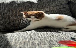 Scottish Fold cats for sale: Tica Registered Chunky Cinnamon Bi Colour Boy - Image 8
