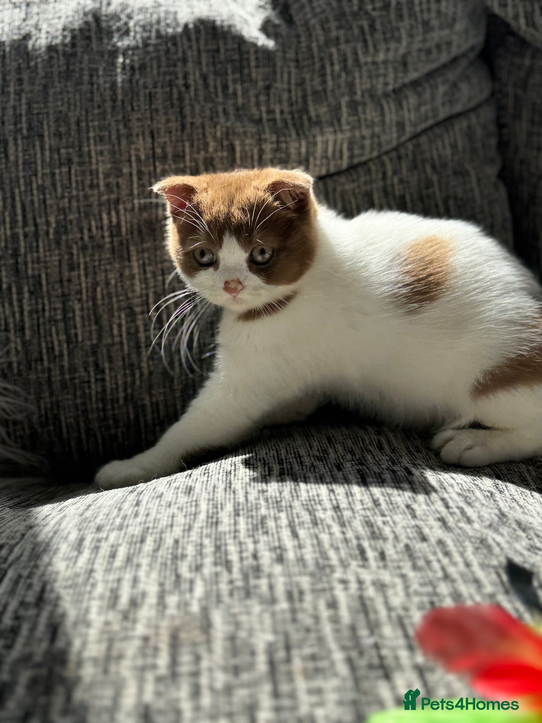 Scottish Fold cats for sale: Tica Registered Chunky Cinnamon Bi Colour Boy - Image 8