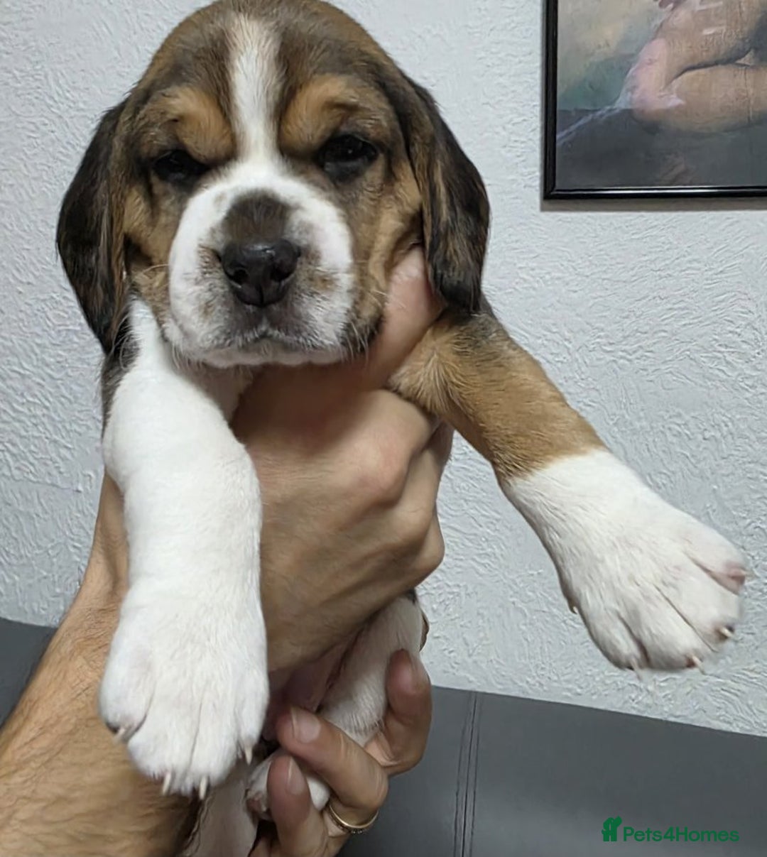Beagle dogs for sale: Sweet litter of tri-colored beagle - Advert 1