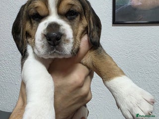 Beagle dogs Sweet litter of tri-colored beagle - Advert 1