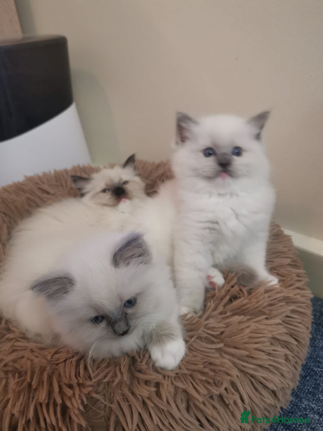 Ragdoll cats for sale: Beautiful Ragdoll Kittens - Image 1
