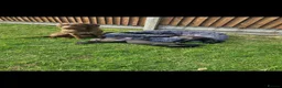 Mixed Breed dogs for sale: Beautiful Bedlington whippet puppies  - Advert 2