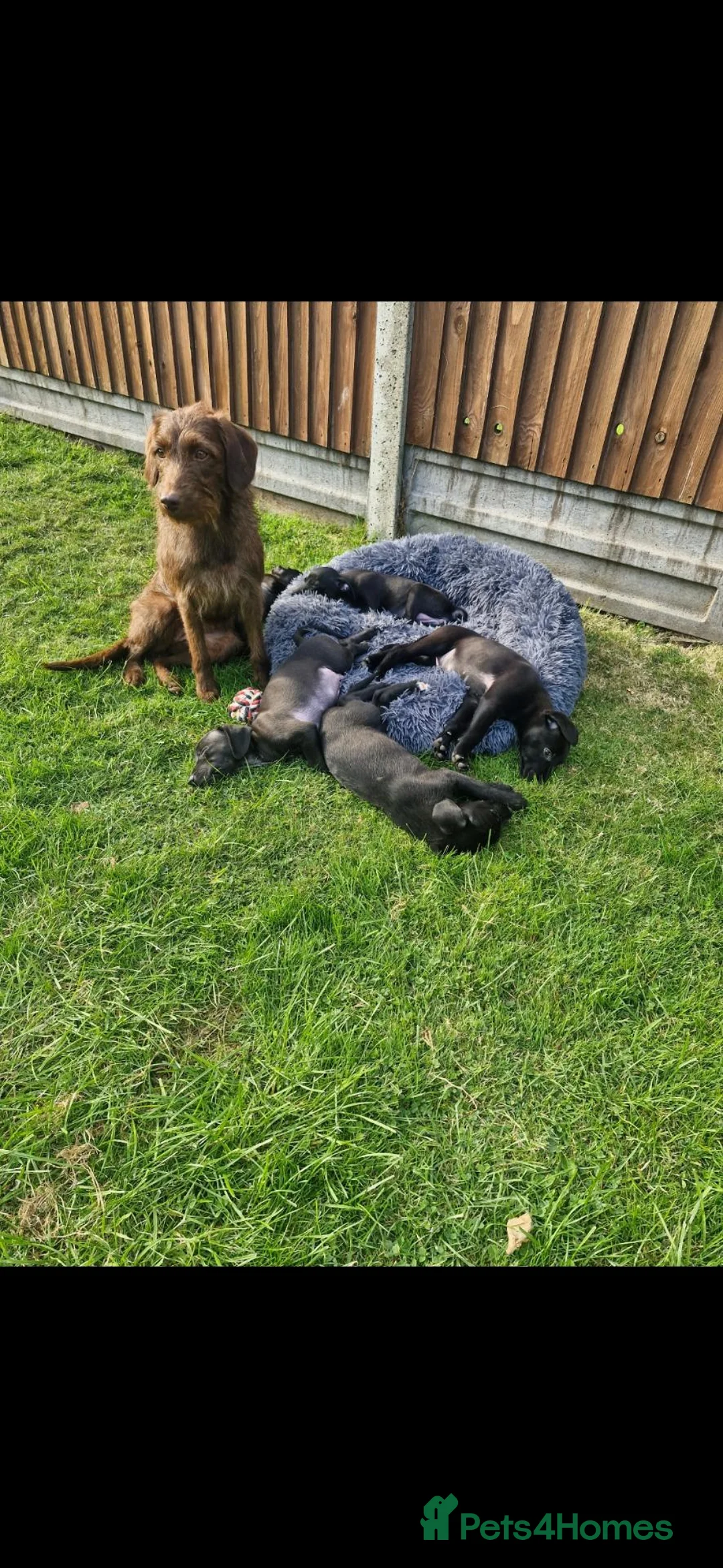 Mixed Breed dogs for sale: Beautiful Bedlington whippet puppies  - Advert 2