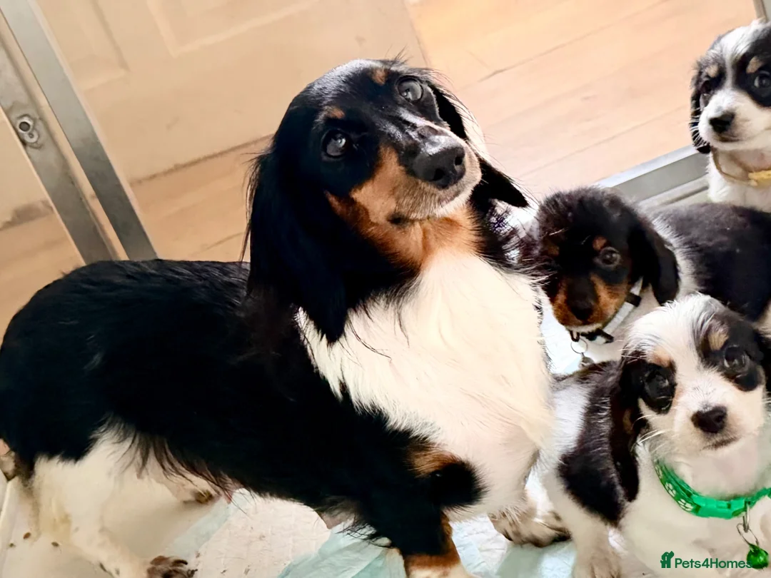 Miniature Dachshund dogs for sale: The Piebald Boys are here! 🐾 - Advert 2