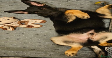 German Shepherd dogs - Advert 15