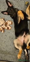 German Shepherd dogs - Advert 15