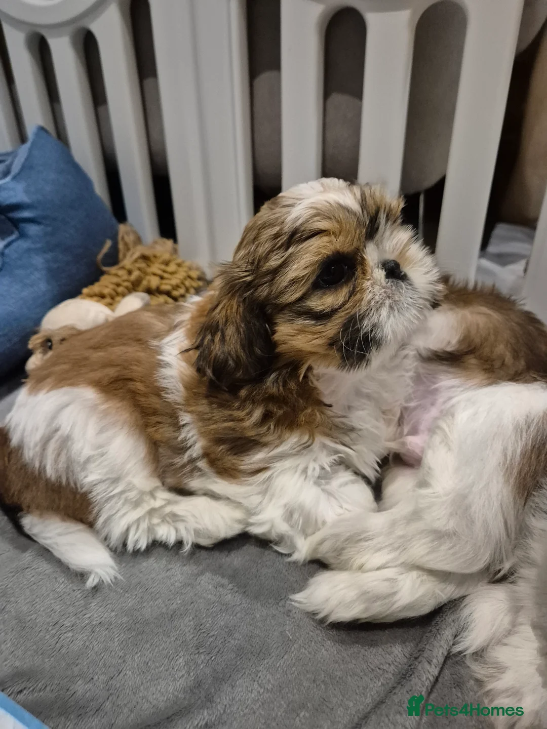 Shih Tzu dogs for sale: KC Registered Shih Tzu Puppies - Home Raised - Advert 7