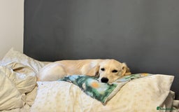 Golden Retriever dogs for sale: Beautiful Golden boy - Image 2