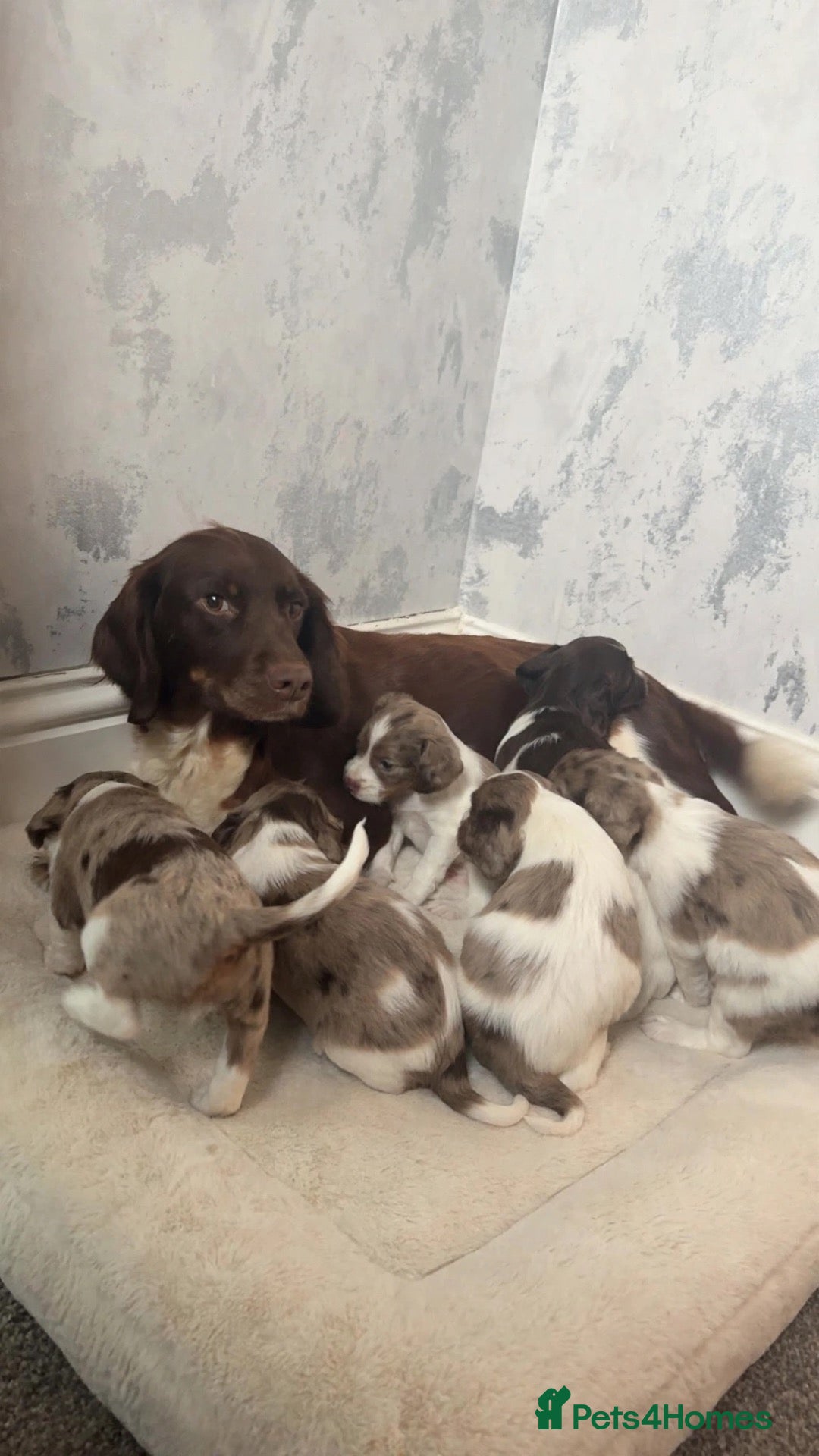 Cocker Spaniel dogs for sale: Striking cockaspaniel puppies  - Advert 12