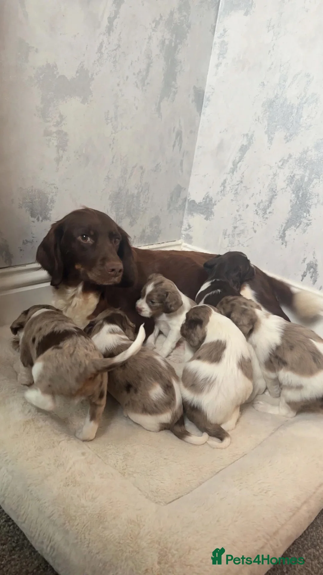 Cocker Spaniel dogs for sale: Striking cockaspaniel puppies  - Advert 1