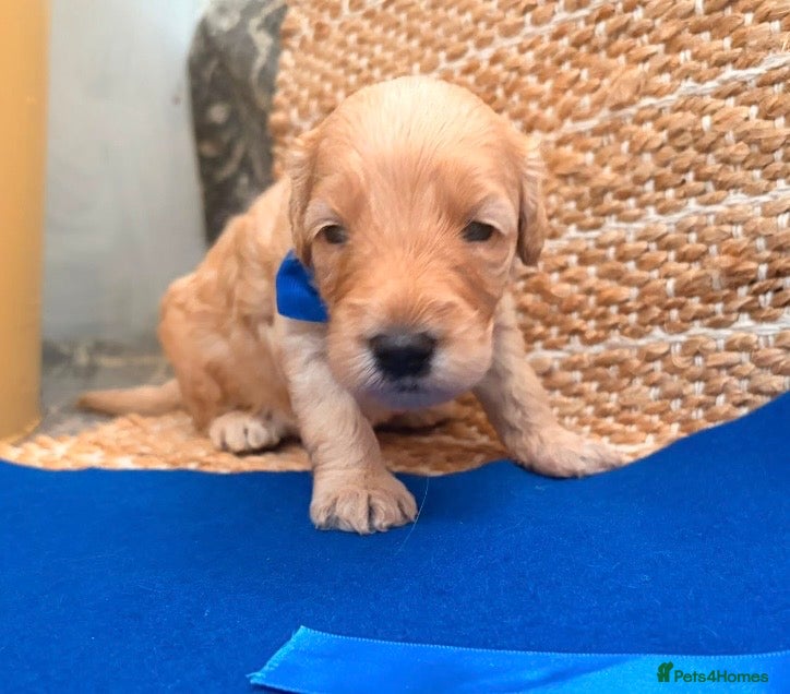 Labradoodle dogs Gorgeous 🌸🌸 F1BB Miniature Labradoodle Puppies - Advert 2