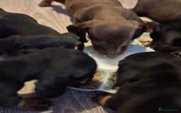 Dachshund dogs for sale: Beautiful dachshund puppies ready now - Image 13