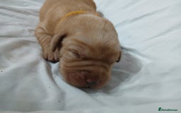 Labrador Retriever dogs for sale: Chunky labrador puppies  - Image 12
