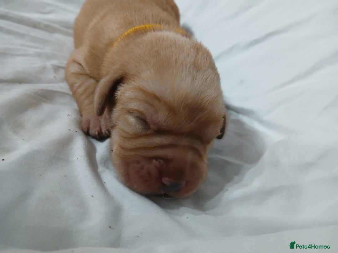 Labrador Retriever dogs for sale: Chunky labrador puppies  - Image 12