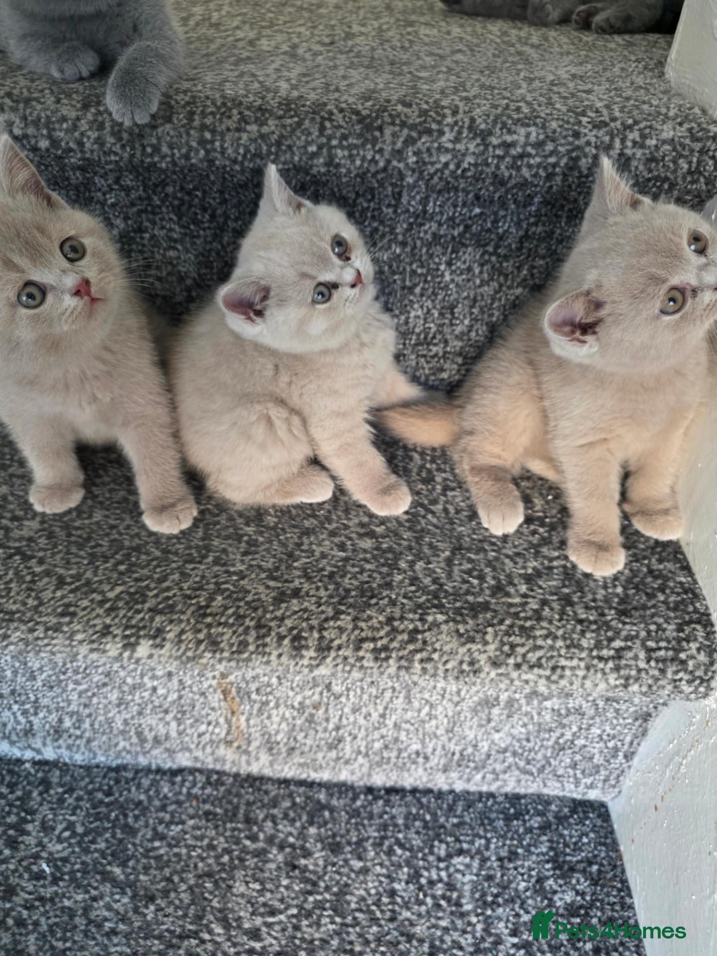 British Shorthair cats British shorthair kittens  - Advert 1