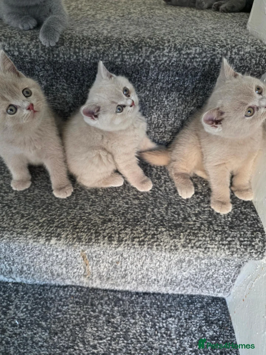 British Shorthair cats for sale: British shorthair kittens  - Advert 1