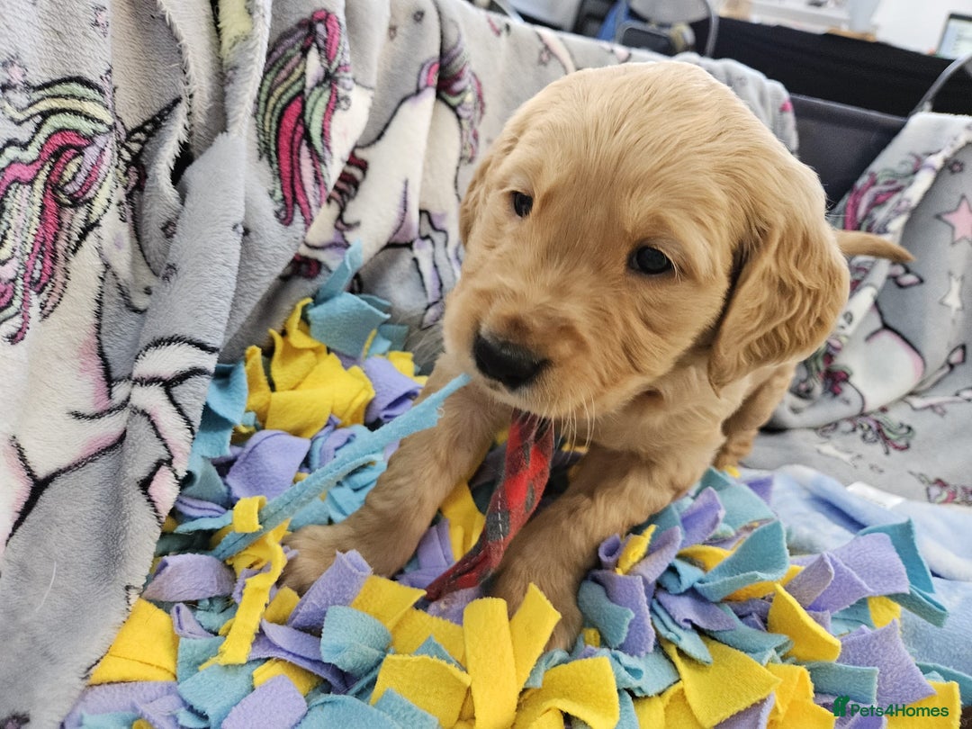 Golden Retriever dogs for sale: Astounding KC Registered Puppies  - Advert 3