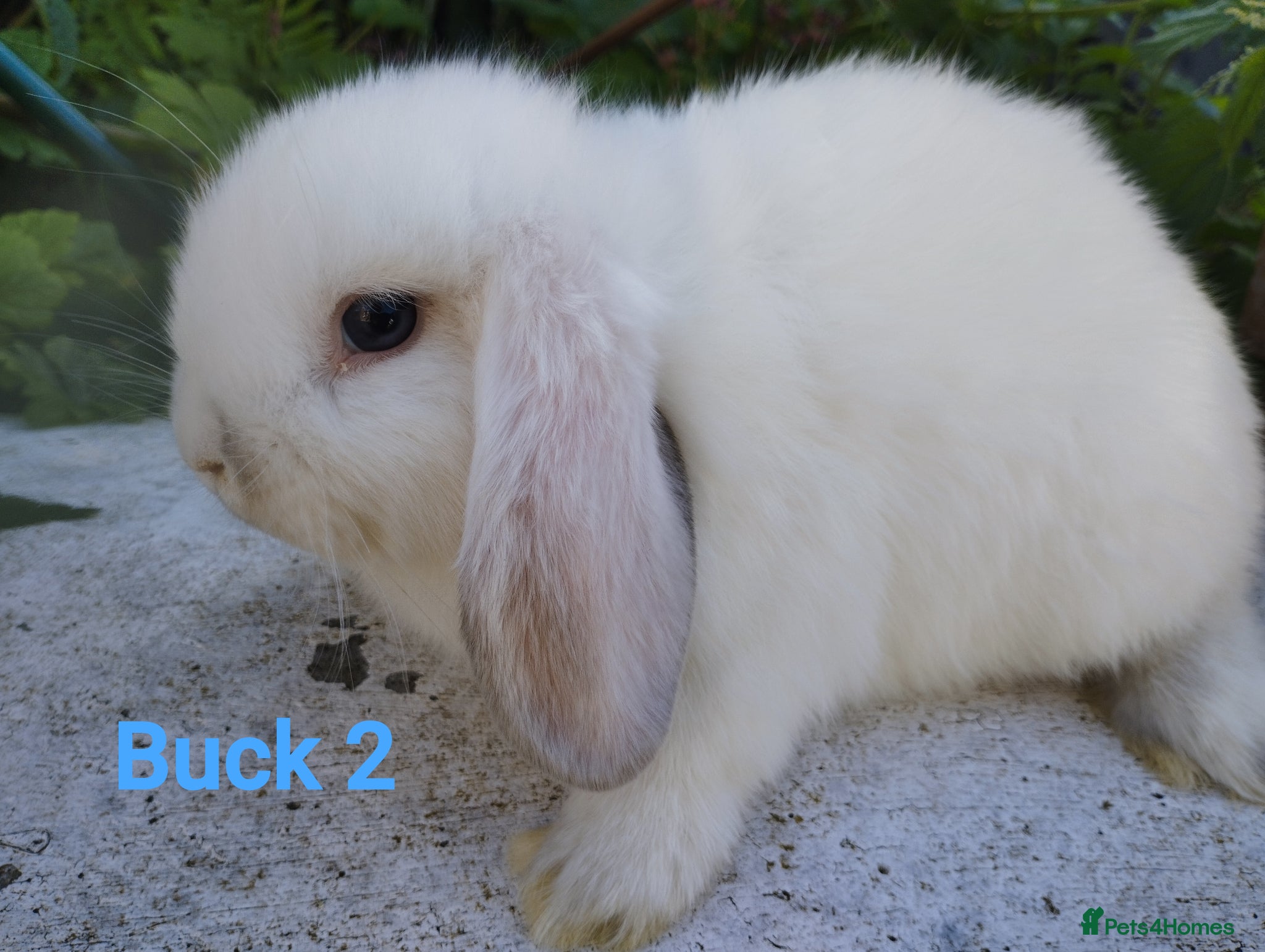 Mini Lop rabbits Last stunning boy available! 🥰 - Advert 1