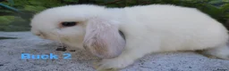 Mini Lop rabbits for sale: 13 week old buck looking for a home  🥰 - Advert 4