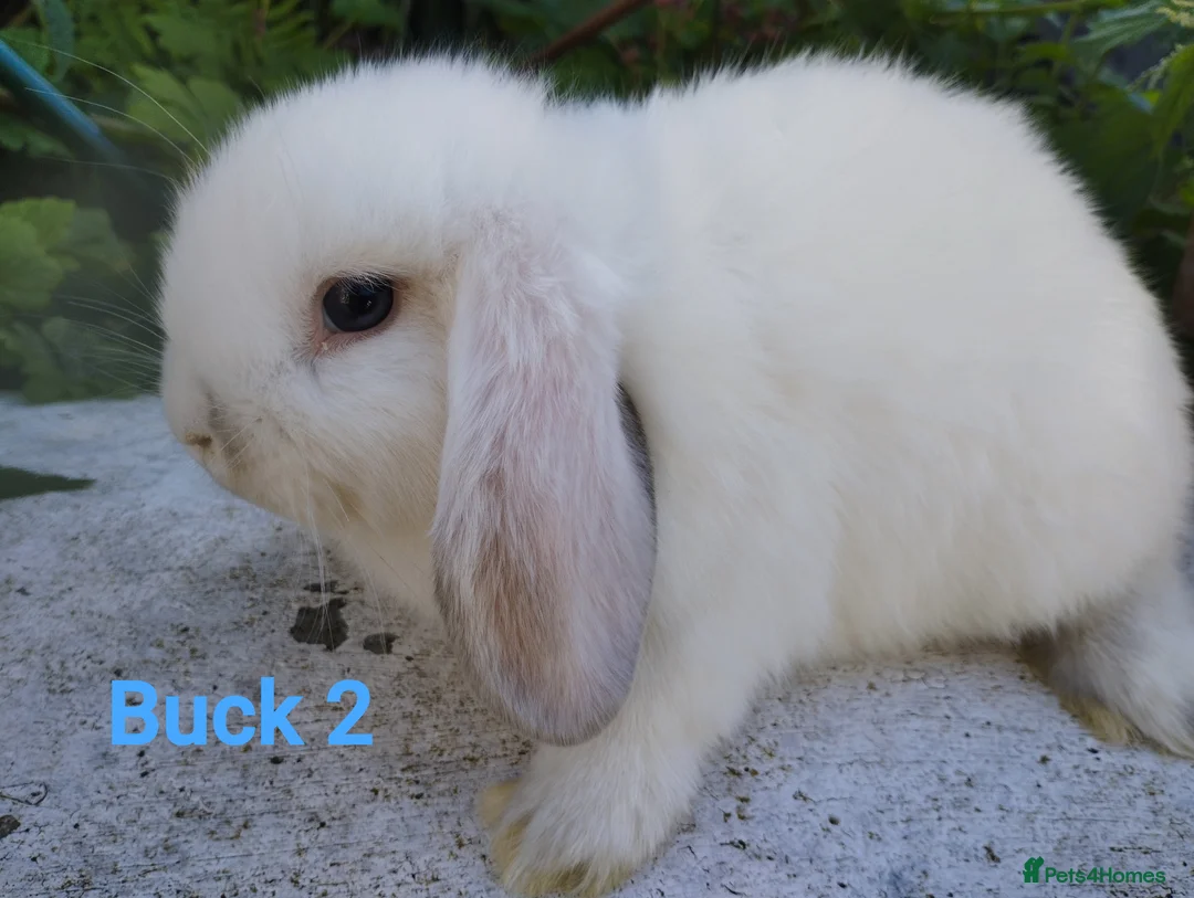 Mini Lop rabbits for sale: 13 week old buck looking for a home  🥰 - Advert 4