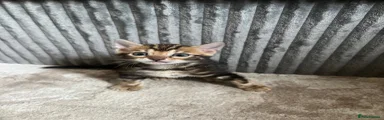 Bengal 2