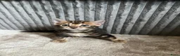 Bengal cats for sale: 🐾 Beautiful Bengal Kittens 🐾 - Advert 33