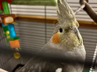 Cockatiels birds URGENT – 6 Month Old Cockatiel, Needs Loving Home - Advert 12