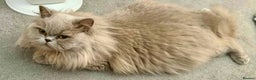 British Longhair cats for sale: British Longhair Lilac - Advert 2