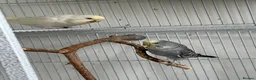 Budgerigars birds for sale: Young budgies for sale - Advert 10