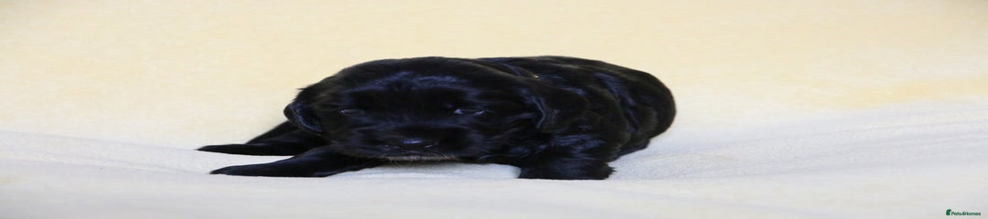 Sprocker Puppy 4
