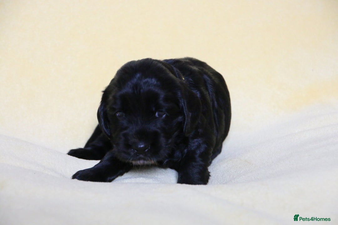 Sprocker dogs for sale: Gorgeous sprocker puppies  - Image 4