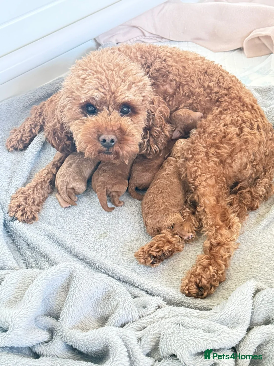 Cavapoo dogs for sale: 💙 Stunning F1B Deep Red Toy Cavapoo’s 💙 in Newark - Advert 40
