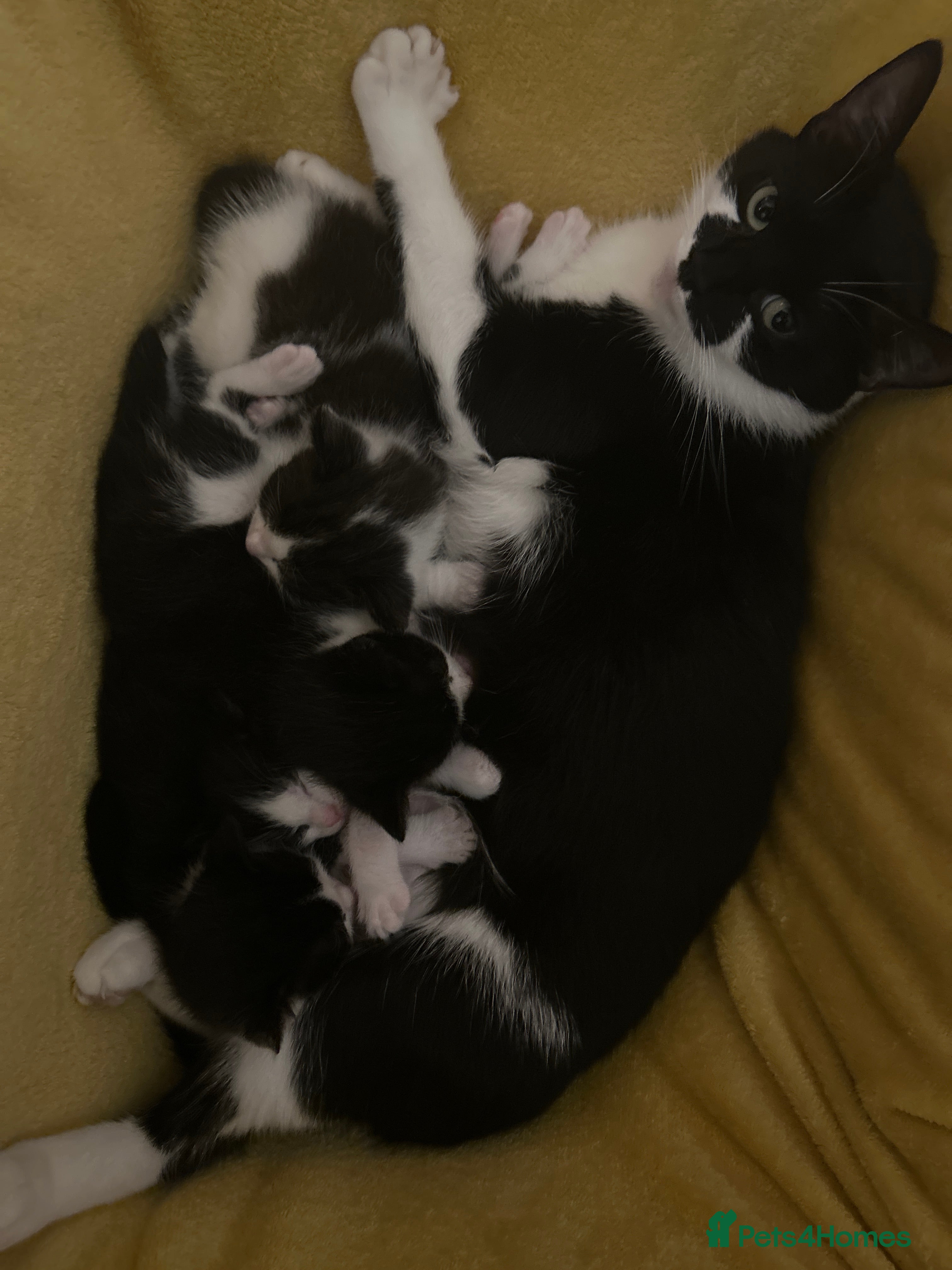 Mixed Breed cats Tuxedo kittens  - Advert 5