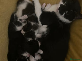 Mixed Breed cats Tuxedo kittens - Advert 2