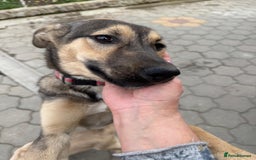 Mixed Breed dogs for adoption: MOCHI – a Superb young Girl for a Loving Home - Advert 5