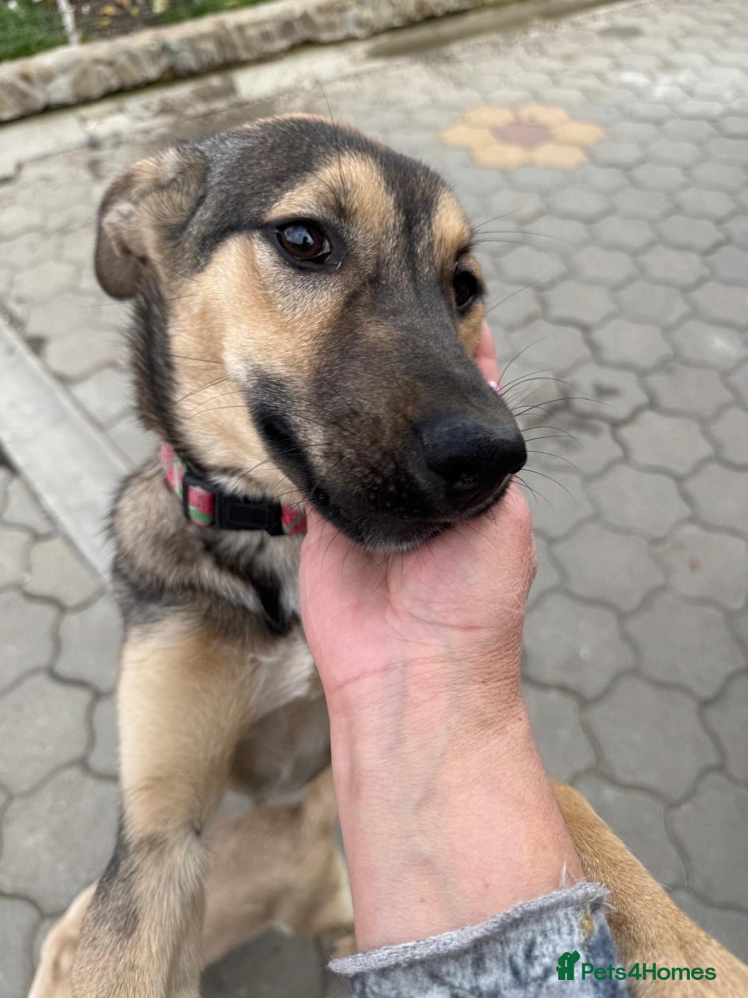 Mixed Breed dogs for adoption: MOCHI – a Superb young Girl for a Loving Home - Advert 5