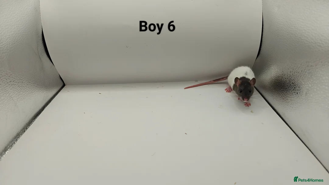 Rat rodents for sale: FEB: 20 Rats (13 Rats: 7 Boys & 6 Girls Left) - Advert 7