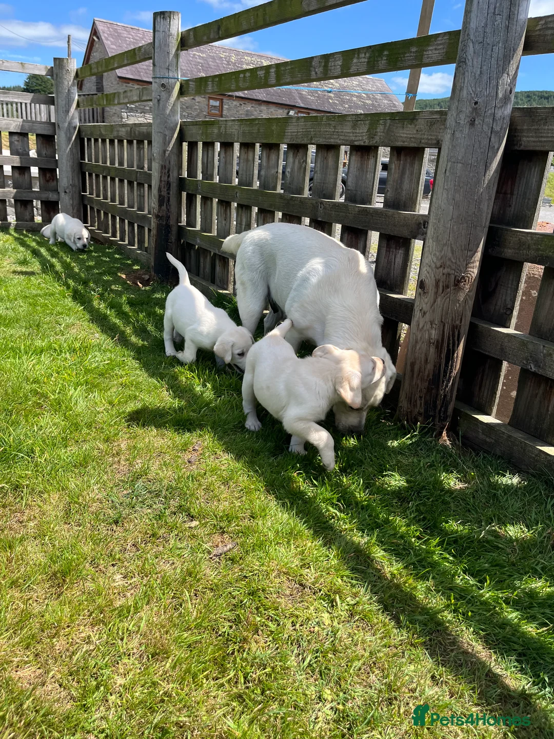 Labrador Retriever dogs for sale: KC reg health tested chunky white Labradors - Advert 6