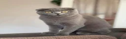 Scottish Fold cats for sale: 🐾 Gorgeous Kittens Looking for Forever Homes 🐾 - Advert 1