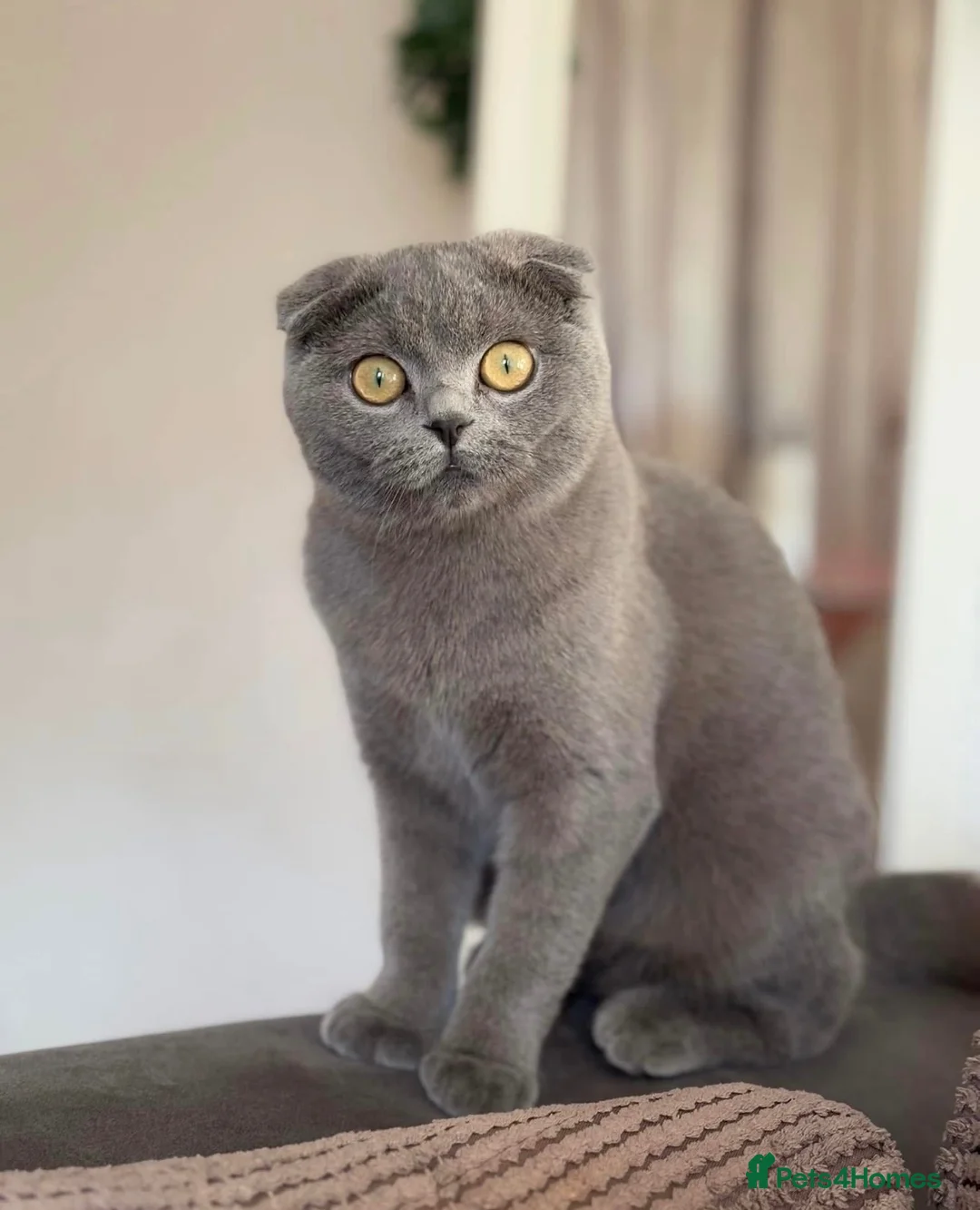 Scottish Fold cats for sale: 🐾 Gorgeous Kittens Looking for Forever Homes 🐾 - Advert 1