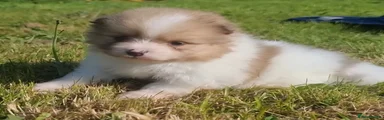 Pomeranian Puppy 3