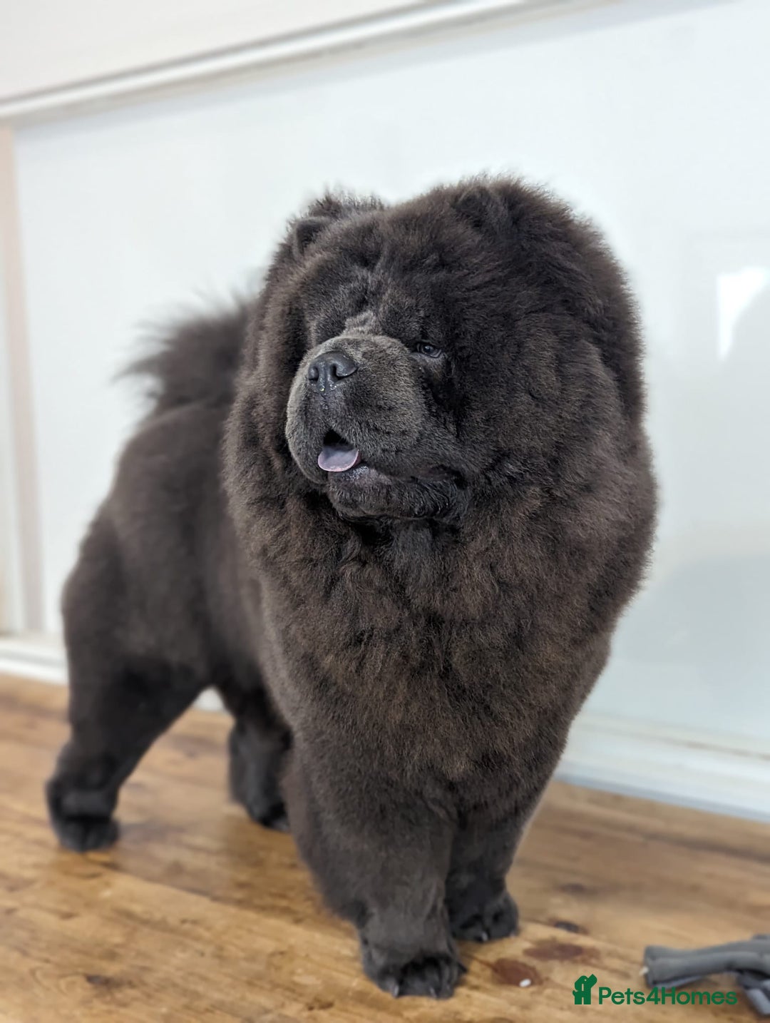 Chow Chow dogs for stud: Blue Teddy Chow Chow up for Stud - Advert 5