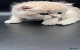 British Shorthair cats for sale: BSH GCCF GOLDEN AND BLUE KITTENS  - Image 20