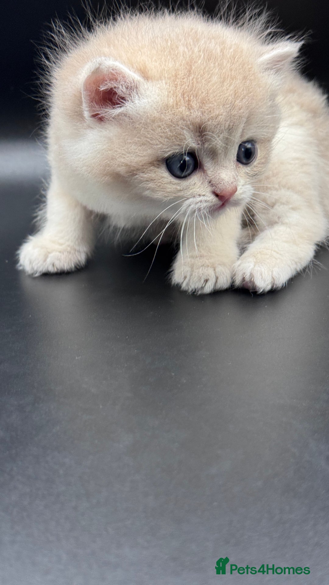 British Shorthair cats for sale: BSH GCCF GOLDEN AND BLUE KITTENS  - Image 20