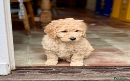 Mini Goldendoodle dogs for sale: Miniature Goldendoodle F1b Puppies - Image 9