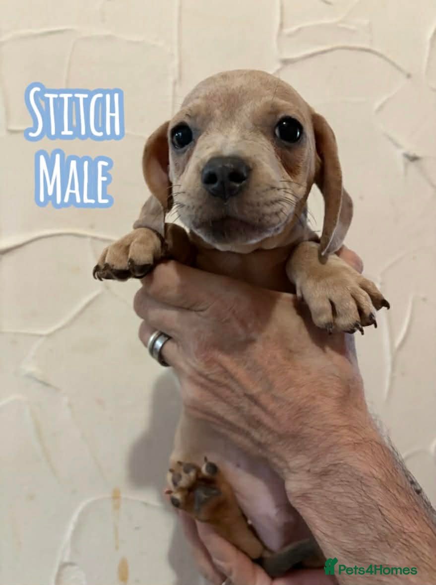 Mixed Breed dogs Last little lady LOWERED TO £700  - Advert 18