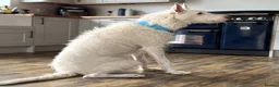 Ibizan Hound dogs for adoption: Babu - Stunning Spanish Podenco  - Advert 6