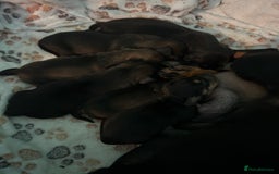 Miniature Dachshund dogs for sale: Miniature daschund puppy’s  - Image 3