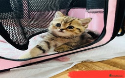 British Shorthair cats for sale: British Shorthair X Scottish Fold - Advert 6